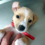 ¿Cómo sé si mi perro se ha muerto?