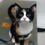 Mi gato orina fuera de su arenero.