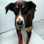 Bañar a un perro con problemas alérgicos.