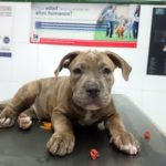 Bañar a un perro con la piel sana.