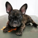 Bañar a un perro con la piel grasa.