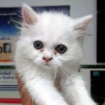 Mi gato tiene una pancreatitis.