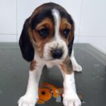 Mi perro no puede orinar.