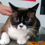 ¿Cuál es la temperatura normal de un gato?
