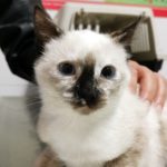 ¿Cuánto dura el embarazo de una gata?
