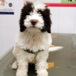 ¿Cómo le limpio los dientes a mi perro?