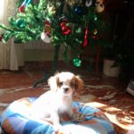 Consejos navideños para nuestros animales.