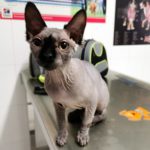 Mi gato no respira bien.