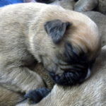 ¿Puedo darle leche a un cachorro?
