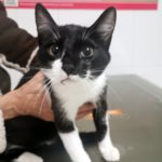 ¿Puedo darle leche a un gatito?