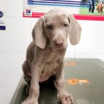 ¿Puedo darle dulces a mi perro?