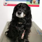 ¿Mi perro puede tener coronavirus?