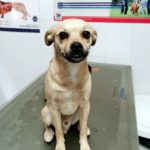 Mi perro se lame las patas.