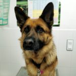 Mi perro orina mucho.