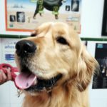 Mi perro tiene la oreja inflamada.