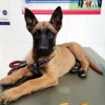 Mi perro tiene estreñimiento.