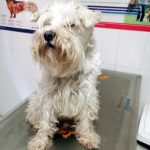 Mi perro cojea de una pata trasera.
