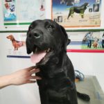 Mi perro tiene legañas.