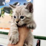 Mi gato tiene legañas.