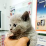 ¿Es peligroso anestesiar a un gato?