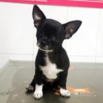 ¿Es peligroso anestesiar a un perro?