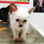 ¿Tengo que castrar a mi gata?