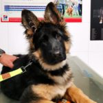 ¿Cómo enseño a mi perro a hacer caca?