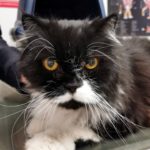 ¿Tengo que castrar a mi gato?
