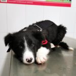 ¿Tengo que vacunar a mi perro?