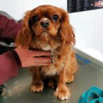Cómo darle un medicamento a un perro.