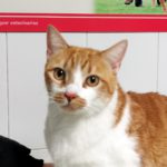 Mi gato tiene manchas en los labios y la nariz.