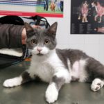 Mi gata está embarazada.