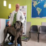 ¿Qué champú uso en mi perro con caspa o piel grasa?
