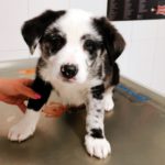 ¿Puedo usar mi champú en mi perro?