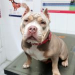 ¿Qué champú uso en mi perro con piel sana?