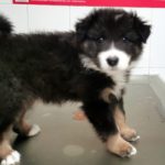 ¿Qué champú uso en mi perro alérgico?