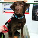 Mi perro muerde las paredes.