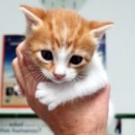 ¿Cómo sé si mi gato siente dolor?