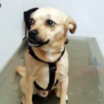 ¿Cómo sé si mi perro siente dolor?
