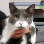 Mi gato no quiere bañarse.