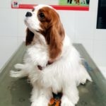 Mi perro se ha quemado.