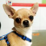 ¿Cuántos cachorros tendrá mi perra?