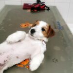 ¿Cómo hago vomitar a mi perro?